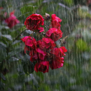 heavy-rain-rose-flowers-stockpack-pixabay.jpg heavy rain, rose, flowers