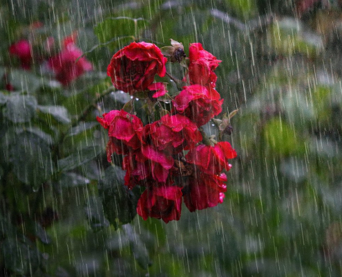 heavy rain, rose, flowers