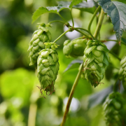 hop-umbel-climber-plant-stockpack-pixabay.jpg hop, umbel, climber plant