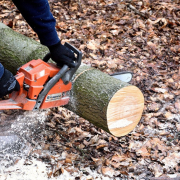 lumberjack-chainsaw-woodwork-stockpack-pixabay.jpg lumberjack, chainsaw, woodwork