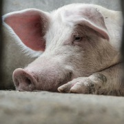 papa-pig-stockpack-unsplash.jpg Papa Pig