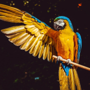 parrot-yellow-macaw-bird-stockpack-pixabay.jpg parrot, yellow macaw, bird