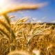 brown-wheat-field-stockpack-unsplash.jpg brown wheat field