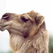 camel-dromedary-desert-stockpack-pixabay.jpg camel, dromedary, desert