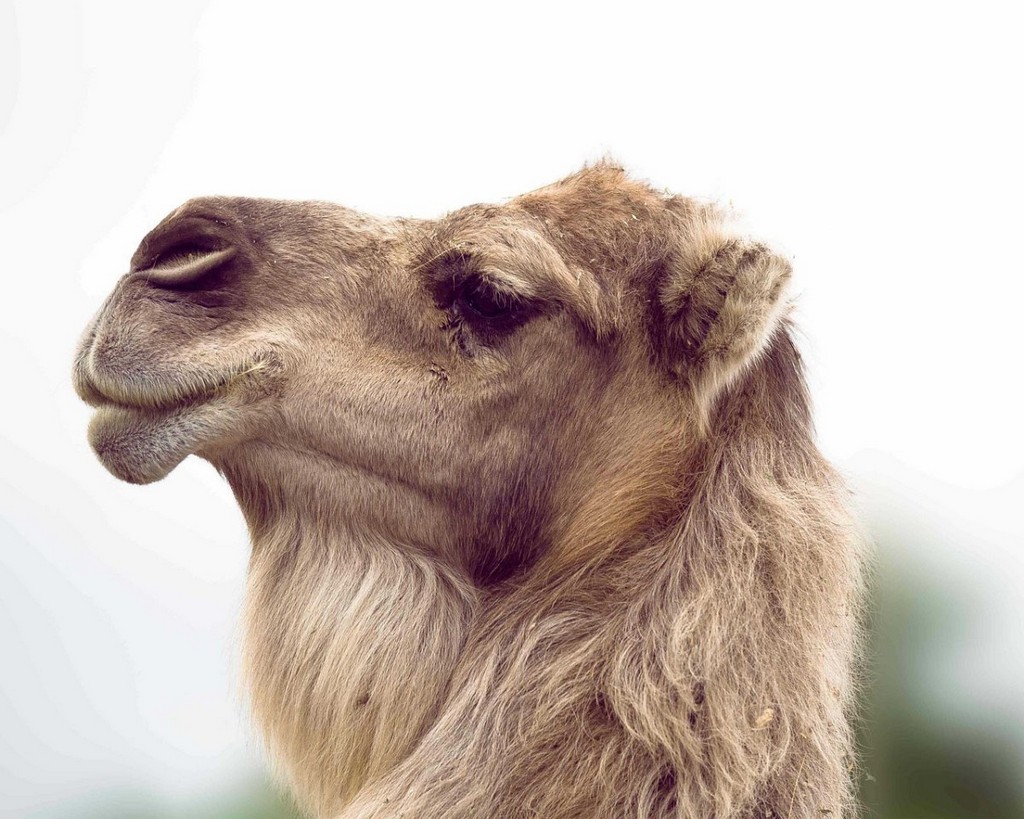 camel-dromedary-desert-stockpack-pixabay.jpg camel, dromedary, desert