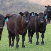 cow-black-angus-farm-stockpack-pixabay.jpg cow, black angus, farm
