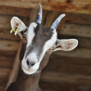 goat-animal-livestock-stockpack-pixabay.jpg goat, animal, livestock