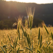 grain-rye-grain-field-stockpack-pixabay.jpg grain, rye, grain field
