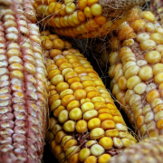 maize-corn-food-stockpack-pixabay.jpg maize, corn, food