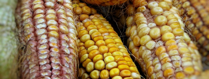 maize-corn-food-stockpack-pixabay.jpg maize, corn, food