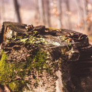 nature, wood, forrest