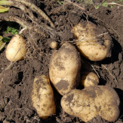 potato-land-fruit-stockpack-pixabay.jpg potato, land, fruit