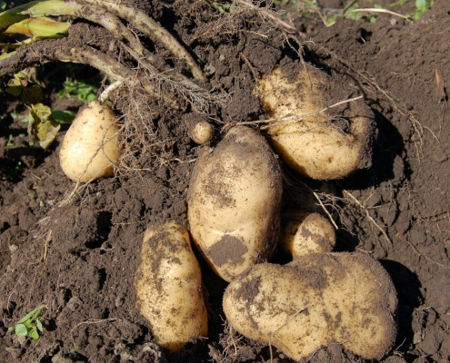 potato, land, fruit