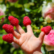 raspberry-fruit-berries-stockpack-pixabay.jpg raspberry, fruit, berries
