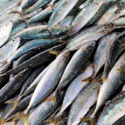 seafood-fish-sardine-stockpack-pixabay.jpg seafood, fish, sardine