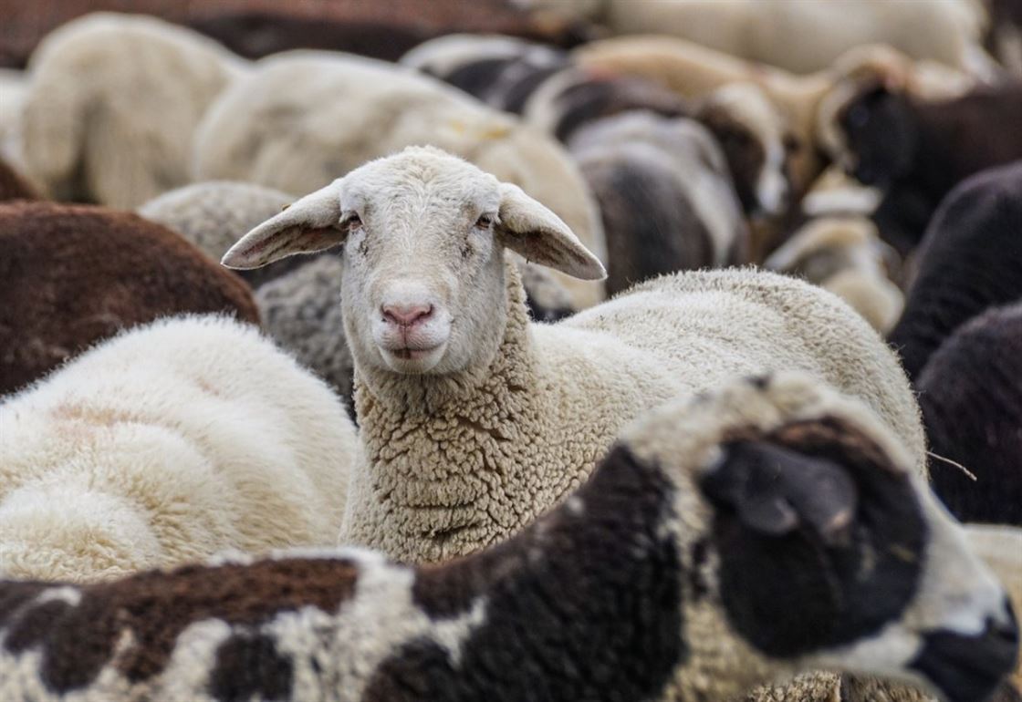 sheep-animals-flock-stockpack-pixabay.jpg sheep, nature, animals