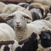 sheep-animals-flock-stockpack-pixabay.jpg sheep, nature, animals