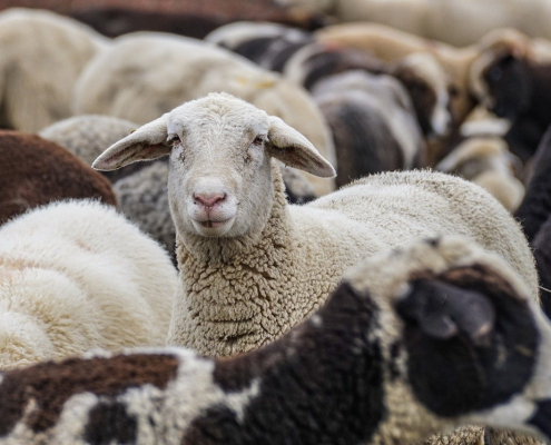 sheep-animals-flock-stockpack-pixabay.jpg sheep, nature, animals