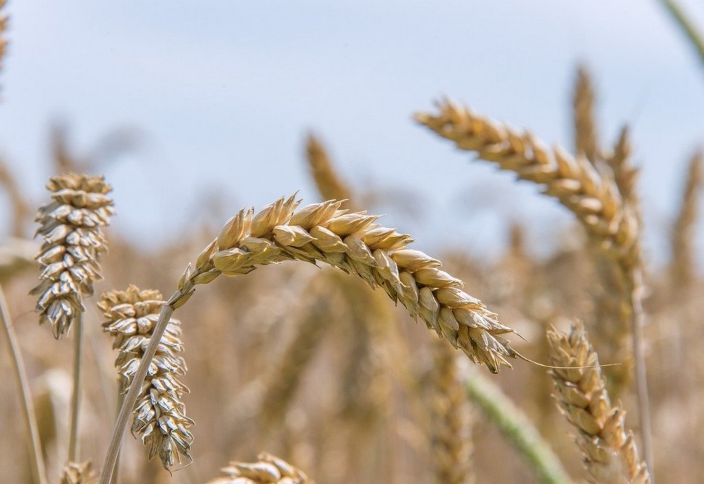soft-wheat-seed-wheat-bread-wheat-stockpack-pixabay.jpg soft wheat, seed wheat, bread wheat