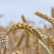soft-wheat-seed-wheat-bread-wheat-stockpack-pixabay.jpg soft wheat, seed wheat, bread wheat