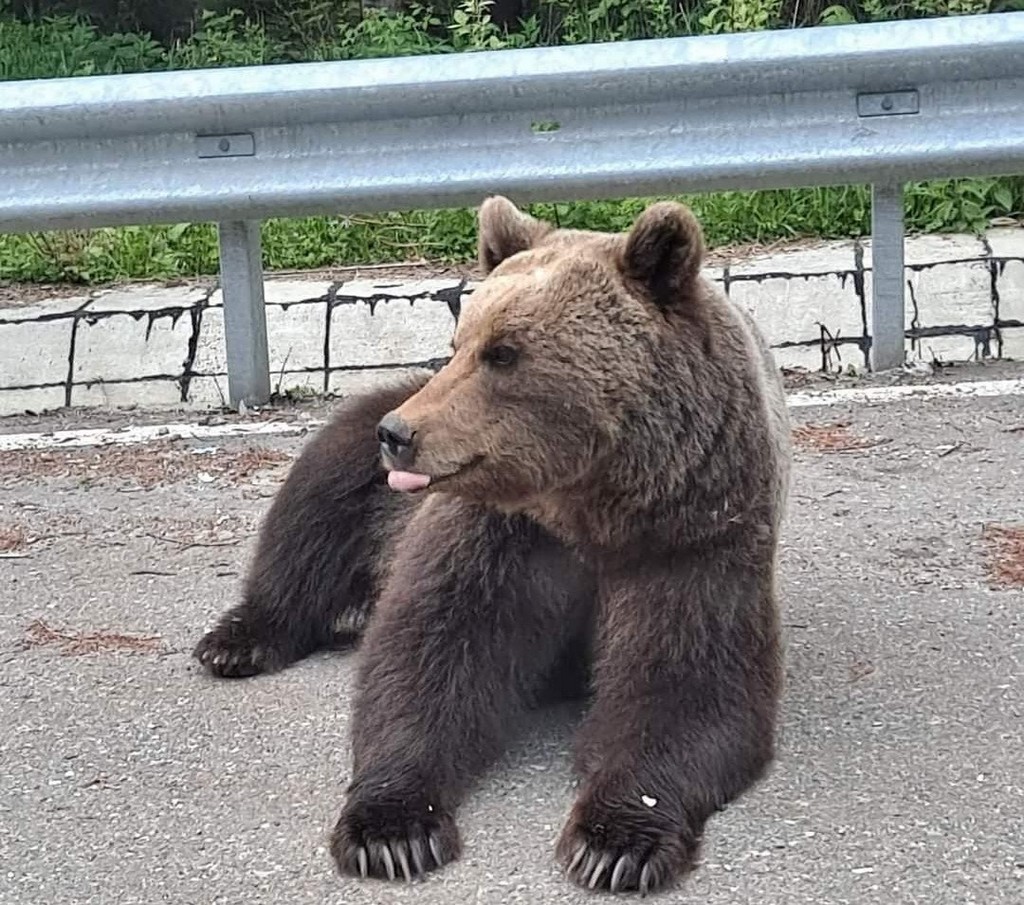 ursi_IJJ_Vrancea Ursi Ijj Vrancea