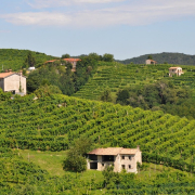 wine-winery-italy-stockpack-pixabay.jpg wine, winery, italy