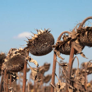 Sunflowers-Drying-in-the-Garden