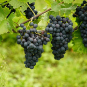 grapes, blue grapes, vineyard