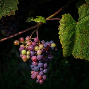 grapes, wine growing, vine