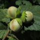 hazelnut-hazel-nut-stockpack-pixabay.jpg hazelnut, hazel, nut