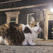 larry_chief_mouser_1