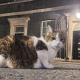 larry_chief_mouser_1