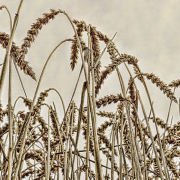 nature, agriculture, wheat field