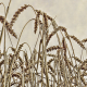 nature-agriculture-wheat-field-stockpack-pixabay.jpg nature, agriculture, wheat field