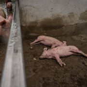 porci morti