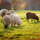 sheep-pasture-meadow-stockpack-pixabay.jpg sheep, pasture, meadow
