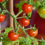 tomatoes-cocktail-tomatoes-red-stockpack-pixabay.jpg tomatoes, cocktail tomatoes, red