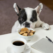 White and black english bulldog stands in front of crackers on bowl at daytime