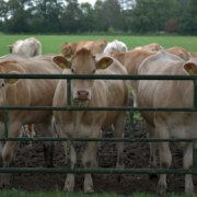 A few curious cows (Cattle- earmarks- farming)