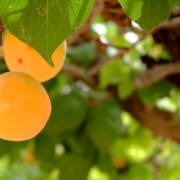 apricot-nature-fruit-stockpack-pixabay.jpg apricot, nature, fruit