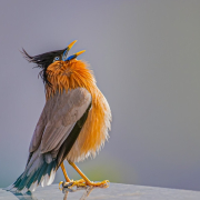 bird, starling, crested