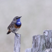 blue-throat-bird-perched-stockpack-pixabay.jpg blue throat, bird, perched