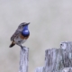 blue-throat-bird-perched-stockpack-pixabay.jpg blue throat, bird, perched