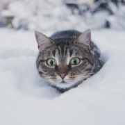 brown-tabby-cat-on-snow-stockpack-unsplash.jpg brown tabby cat on snow
