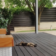 decking pisica terasa