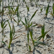 dried soil surface in a field