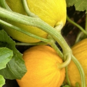 homepage-1
