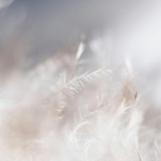 macro-shot-of-white-feather-stockpack-unsplash.jpg Macro shot of White Feather