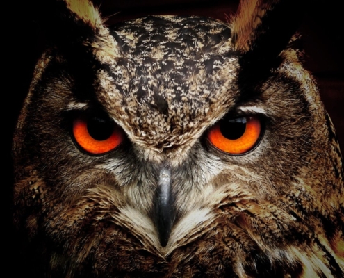 owl-bird-animal-stockpack-pixabay.jpg owl, bird, animal