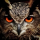 owl-bird-animal-stockpack-pixabay.jpg owl, bird, animal
